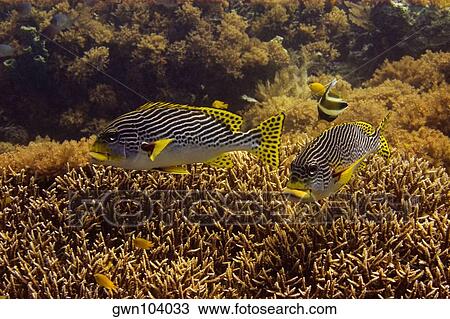 Two Diagonal-Banded sweetlips (Plectorhinchus lineatus) swimming underwater, North Sulawesi, Sulawesi, Indonesia View Large Photo Image Stock Image - Two Diagonal-Banded sweetlips (Plectorhinchus lineatus) swimming underwater, North Sulawesi, Sulawesi, Indonesia. Fotosearch