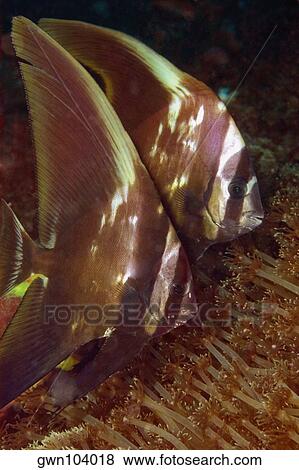 Stock Photo - Two Longfin Spadefish (Platax teira) swimming underwater, North Sulawesi, Sulawesi, Indonesia. Fotosearch