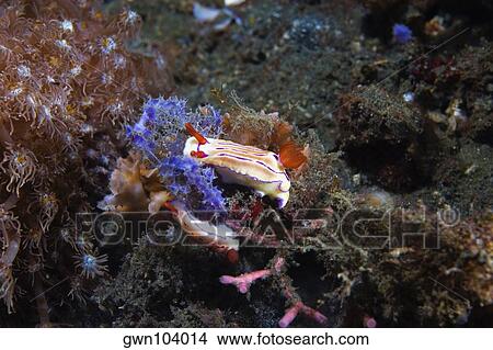 Picture - Two Nudibranches swimming underwater, Papua New Guinea. Fotosearch