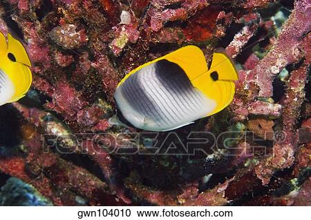 Stock Image - Two Saddleback butterflyfish (Chaetodon ephippium) swimming underwater, Papua New Guinea. Fotosearch