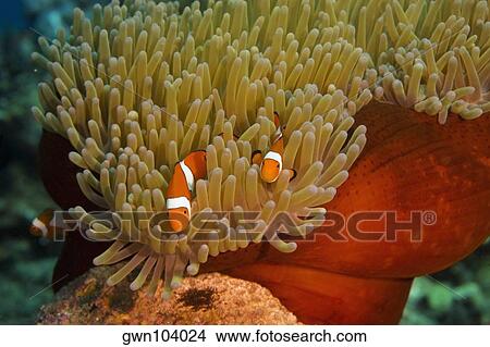 Two Spine Cheek anemone fish (Premnas biaculeatus) swimming underwater, Papua New Guinea View Large Photo Image Picture - Two Spine Cheek anemone fish (Premnas biaculeatus) swimming underwater, Papua New Guinea. Fotosearch