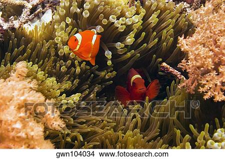 Two Spine Cheek anemone fish (Premnas biaculeatus) swimming underwater, North Sulawesi, Sulawesi, Indonesia View Large Photo Image Picture - Two Spine Cheek anemone fish (Premnas biaculeatus) swimming underwater, North Sulawesi, Sulawesi, Indonesia. Fotosearch