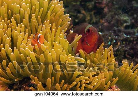 Two Spine Cheek anemone fish (Premnas biaculeatus) in sea anemone, North Sulawesi, Sulawesi, Indonesia View Large Photo Image Picture - Two Spine Cheek anemone fish (Premnas biaculeatus) in sea anemone, North Sulawesi, Sulawesi, Indonesia. Fotosearch