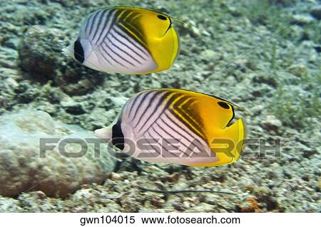 Two Threadfin butterflyfish (Chaetodon auriga) swimming underwater, Papua New Guinea View Large Photo Image Stock Photography - Two Threadfin butterflyfish (Chaetodon auriga) swimming underwater, Papua New Guinea. Fotosearch
