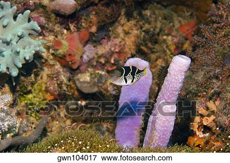 Stock Photo - Valentinni's Sharpnose puffer (Canthigaster valentini) swimming underwater, Papua New Guinea. Fotosearch