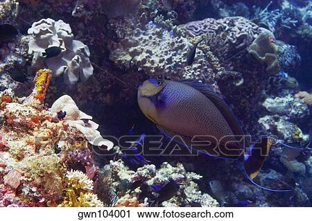 Vlamings Unicornfish swimming underwater, Papua New Guinea View Large Photo Image Stock Image - Vlamings Unicornfish swimming underwater, Papua New Guinea. Fotosearch
