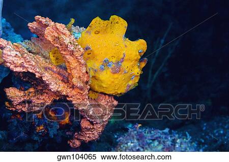 Stock Photography - Yellow Frogfish on a Yellow Sponge underwater, North Sulawesi, Sulawesi, Indonesia. Fotosearch