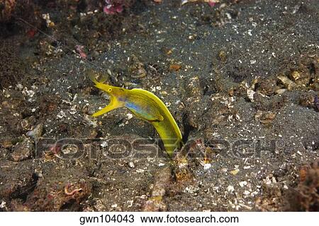 Yellow Ribbon eel (Rhinomuraena quaesita) underwater, North Sulawesi, Sulawesi, Indonesia View Large Photo Image Stock Image - Yellow Ribbon eel (Rhinomuraena quaesita) underwater, North Sulawesi, Sulawesi, Indonesia. Fotosearch