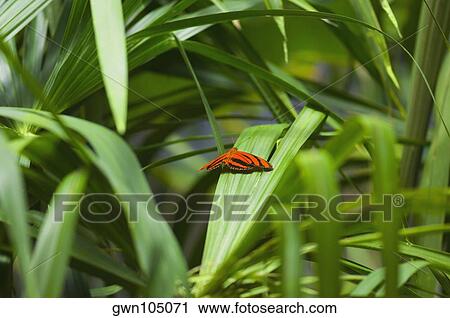 Stock Image - Banded Orange Heliconian butterfly (Dryadula Phaetusa) on a plant. Fotosearch
