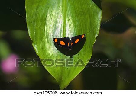 Close-up of a Blue-Frosted Catone (Catonephele numilia) butterfly on a leaf View Large Photo Image Stock Photograph - Close-up of a Blue-Frosted Catone (Catonephele numilia) butterfly on a leaf. Fotosearch
