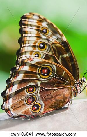 Close-up of a Blue Morpho (Morpho Menelaus) butterfly on a leaf View Large Photo Image Stock Image - Close-up of a Blue Morpho (Morpho Menelaus) butterfly on a leaf. Fotosearch