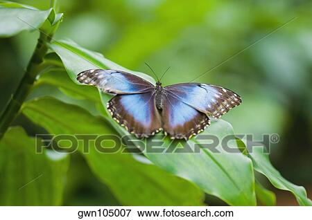 Close-up of a Blue Morpho (Morpho Menelaus) butterfly on a leaf View Large Photo Image Stock Photo - Close-up of a Blue Morpho (Morpho Menelaus) butterfly on a leaf. Fotosearch