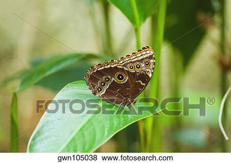 Close-up of a Blue Morpho (Morpho Menelaus) butterfly on a leaf View Large Photo Image Stock Photo - Close-up of a Blue Morpho (Morpho Menelaus) butterfly on a leaf. Fotosearch
