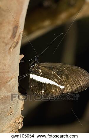 Close-up of a butterfly perching on a tree trunk View Large Photo Image Picture - Close-up of a butterfly perching on a tree trunk. Fotosearch