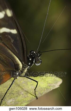 Close-up of a butterfly perching on a tree stump View Large Photo Image Stock Photo - Close-up of a butterfly perching on a tree stump. Fotosearch