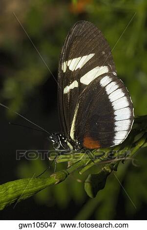 Stock Photo - Close-up of a butterfly perching on a twig. Fotosearch