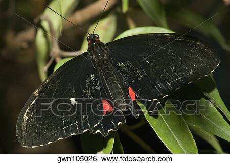 Close-up of a butterfly perching on a leaf View Large Photo Image Stock Photograph - Close-up of a butterfly perching on a leaf . Fotosearch