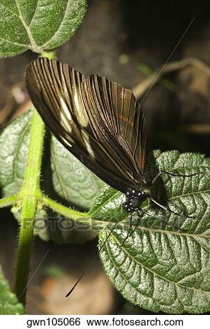 Close-up of a butterfly perching on a leaf View Large Photo Image Stock Photograph - Close-up of a butterfly perching on a leaf. Fotosearch