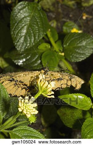 Close-up of a butterfly pollinating a flower View Large Photo Image Picture - Close-up of a butterfly pollinating a flower. Fotosearch