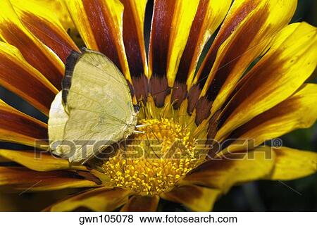 Close-up of a butterfly pollinating a flower View Large Photo Image Stock Photo - Close-up of a butterfly pollinating a flower. Fotosearch