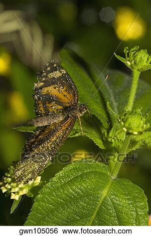 Stock Photograph - Close-up of a butterfly pollinating a bud. Fotosearch