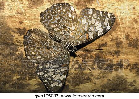 Close-up of a butterfly View Large Photo Image Stock Photo - Close-up of a butterfly. Fotosearch