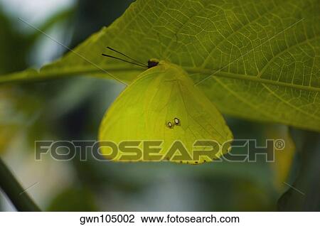 Close-up of a Cloudless Sulphur (Phoebis Sennae) butterfly on a leaf View Large Photo Image Stock Image - Close-up of a Cloudless Sulphur (Phoebis Sennae) butterfly on a leaf. Fotosearch