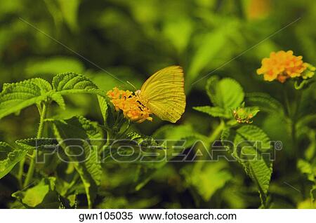 Close-up of a Cloudless Sulphur (Phoebis Sennae) butterfly pollinating a flower View Large Photo Image Stock Photography - Close-up of a Cloudless Sulphur (Phoebis Sennae) butterfly pollinating a flower. Fotosearch