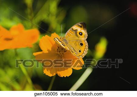 Stock Photography - Close-up of a Common Buckeye butterfly (Junonia Coenia) pollinating a flower. Fotosearch