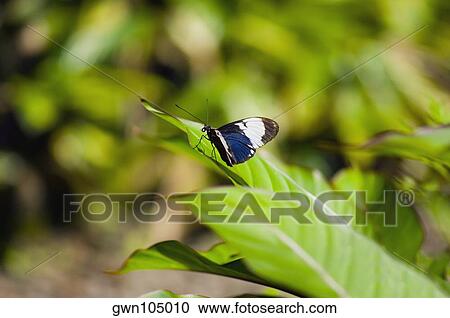 Close-up of a Cydno Longwing (Heliconius Cydno) butterfly on a leaf View Large Photo Image Stock Image - Close-up of a Cydno Longwing (Heliconius Cydno) butterfly on a leaf. Fotosearch