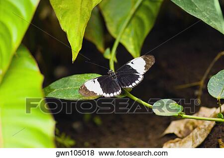 Stock Photo - Close-up of a Cydno Longwing (Heliconius Cydno) butterfly on a stem. Fotosearch