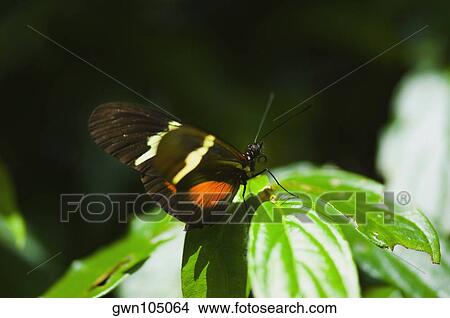 Close-up of a Doris butterfly (Heliconius Doris) on a plant View Large Photo Image Picture - Close-up of a Doris butterfly (Heliconius Doris) on a plant. Fotosearch