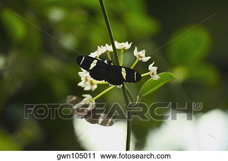 Stock Image - Close-up of a Doris butterfly (Heliconius Doris) pollinating flowers. Fotosearch
