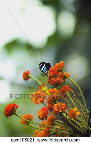 Close-up of a Doris butterfly (Heliconius Doris) pollinating flowers View Large Photo Image Stock Image - Close-up of a Doris butterfly (Heliconius Doris) pollinating flowers. Fotosearch