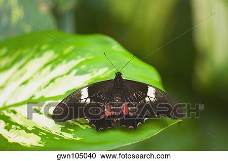 Stock Image - Close-up of a Doris butterfly (Heliconius Doris) on a leaf. Fotosearch