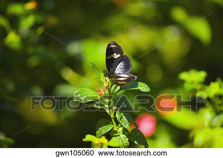 Stock Image - Close-up of a Doris butterfly (Heliconius Doris) pollinating flowers. Fotosearch