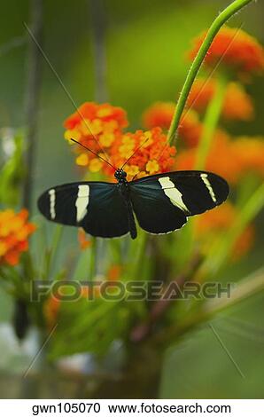 Close-up of a Doris butterfly (Heliconius Doris) pollinating flowers View Large Photo Image Stock Image - Close-up of a Doris butterfly (Heliconius Doris) pollinating flowers. Fotosearch