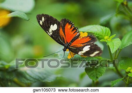 Close-up of a Doris butterfly (Heliconius Doris) on a plant View Large Photo Image Stock Image - Close-up of a Doris butterfly (Heliconius Doris) on a plant. Fotosearch