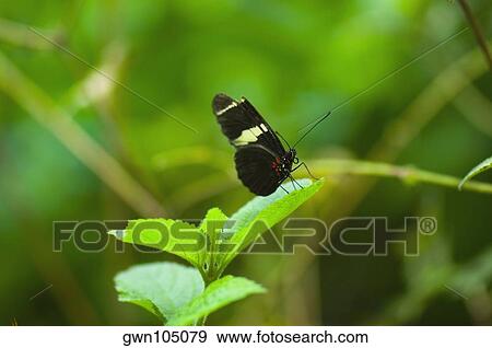 Close-up of a Doris butterfly (Heliconius Doris) on a leaf View Large Photo Image Stock Photo - Close-up of a Doris butterfly (Heliconius Doris) on a leaf. Fotosearch