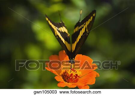 Close-up of a Giant Swallowtail (Papilio Cresphontes) butterfly pollinating a flower View Large Photo Image Stock Image - Close-up of a Giant Swallowtail (Papilio Cresphontes) butterfly pollinating a flower. Fotosearch