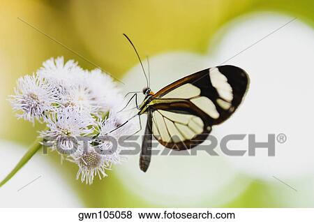 Close-up of a Glasswing (Greta Oto) butterfly pollinating flowers View Large Photo Image Stock Photo - Close-up of a Glasswing (Greta Oto) butterfly pollinating flowers. Fotosearch