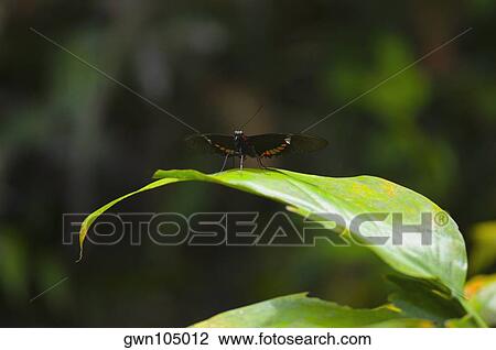 Close-up of a Heliconius butterfly on a leaf View Large Photo Image Stock Image - Close-up of a Heliconius butterfly on a leaf. Fotosearch