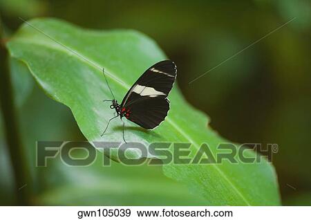 Close-up of a Heliconius butterfly on a leaf View Large Photo Image Stock Photo - Close-up of a Heliconius butterfly on a leaf. Fotosearch