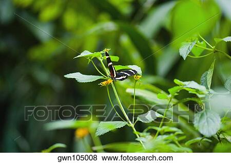 Close-up of a Heliconius Hewitsoni butterfly on a plant View Large Photo Image Stock Photo - Close-up of a Heliconius Hewitsoni butterfly on a plant. Fotosearch