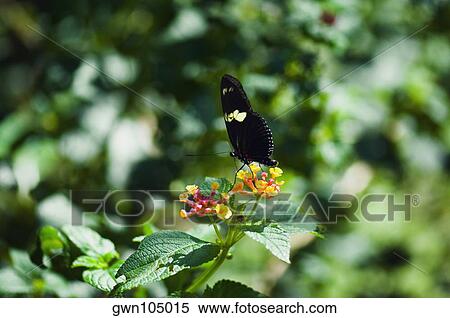 Close-up of a Heliconius Hewitsoni butterfly pollinating flowers View Large Photo Image Stock Photography - Close-up of a Heliconius Hewitsoni butterfly pollinating flowers. Fotosearch