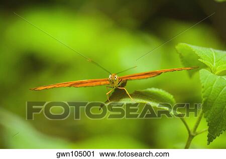 Close-up of a Julia butterfly (Dryas julia) on a leaf View Large Photo Image Stock Image - Close-up of a Julia butterfly (Dryas julia) on a leaf. Fotosearch