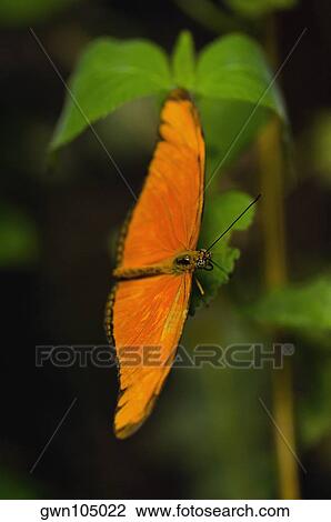 Close-up of a Julia butterfly (Dryas julia) on a leaf View Large Photo Image Stock Image - Close-up of a Julia butterfly (Dryas julia) on a leaf. Fotosearch
