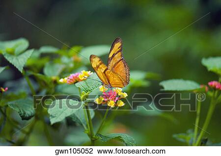Close-up of a Julia butterfly (Dryas julia) pollinating a flower View Large Photo Image Stock Image - Close-up of a Julia butterfly (Dryas julia) pollinating a flower. Fotosearch