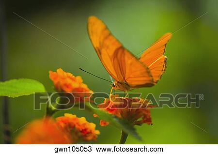 Close-up of a Julia butterfly (Dryas julia) pollinating a flower View Large Photo Image Stock Image - Close-up of a Julia butterfly (Dryas julia) pollinating a flower. Fotosearch
