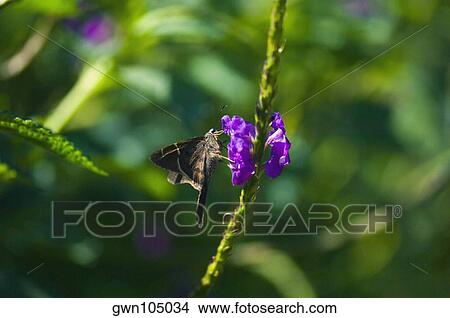Close-up of a Long-tailed Skipper (Urbanus Proteus) butterfly pollinating a flower View Large Photo Image Picture - Close-up of a Long-tailed Skipper (Urbanus Proteus) butterfly pollinating a flower. Fotosearch